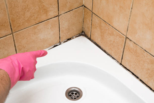 Best Bathroom Mold Remediation in Long Beach, MS