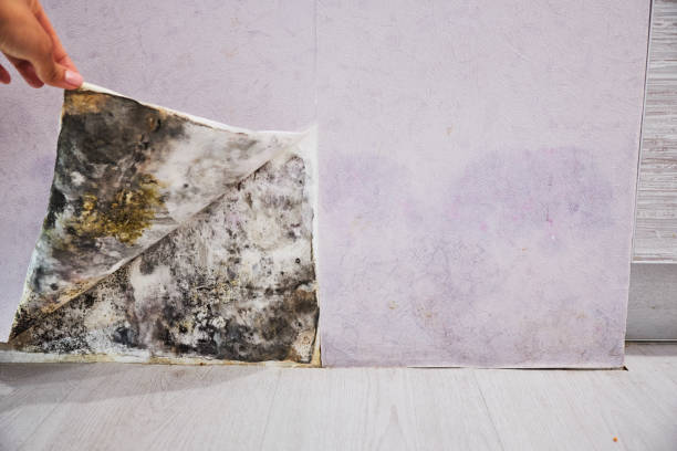  Long Beach, MS Mold Removal Pros